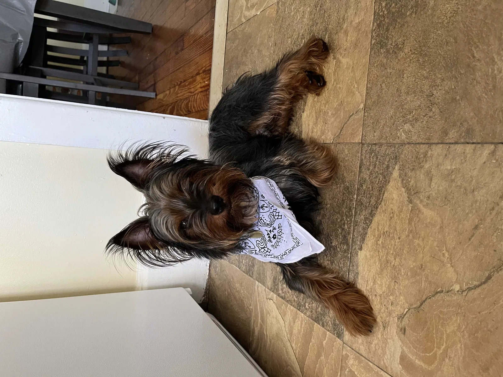 Lost dog in Allentown, PA, 18102