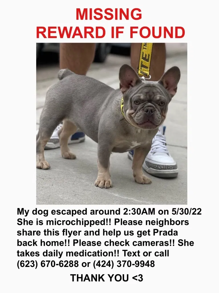 Lost dog in Phoenix, AZ, 85043