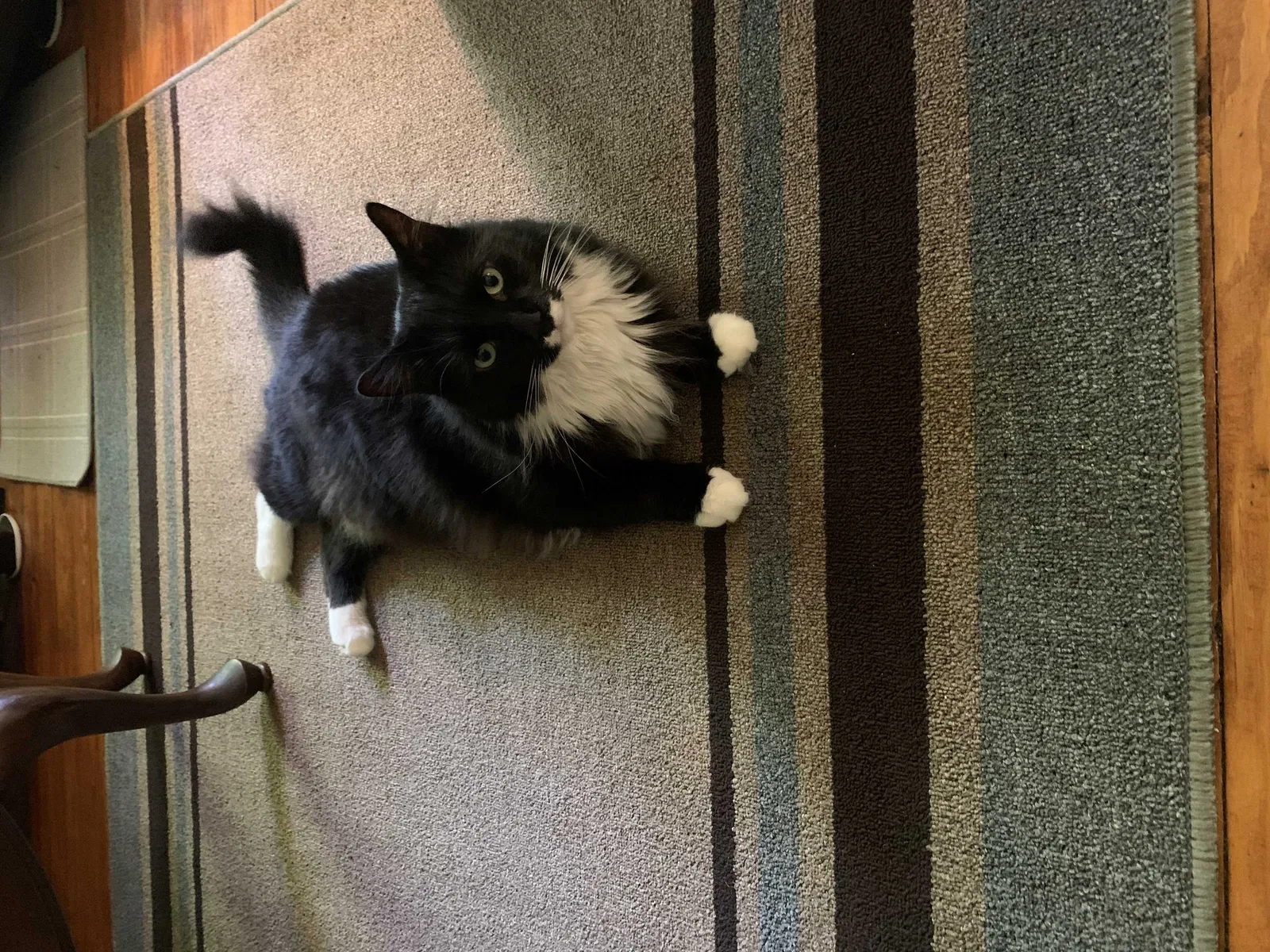 Lost cat in Lake Hiawatha, NJ, 7034