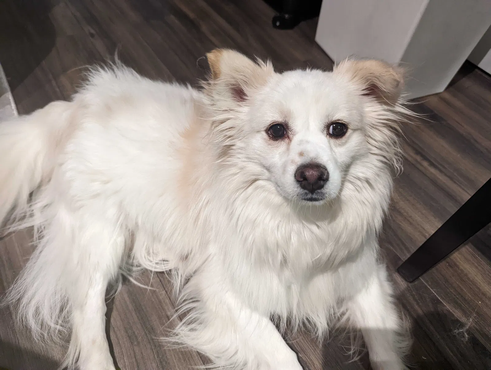 Lost dog in Alexandria, VA, 22304