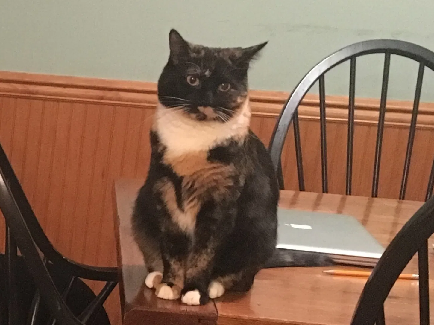 Lost cat in Florham Park, NJ, 7932