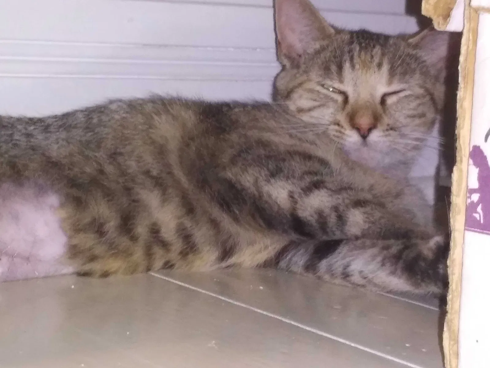 Lost cat in Saint Joseph, MO, 64501