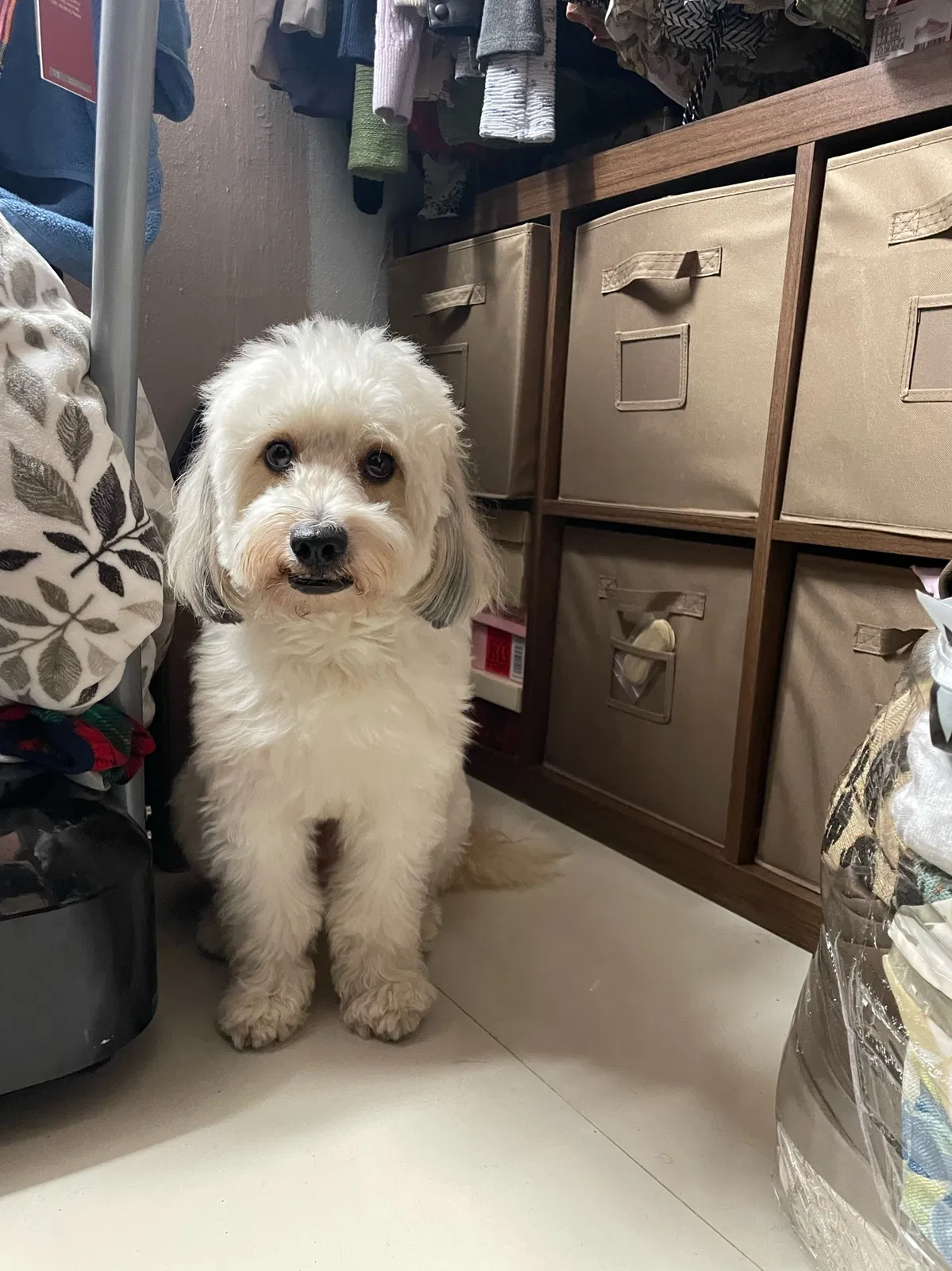 Lost dog in Miami, FL, 33126