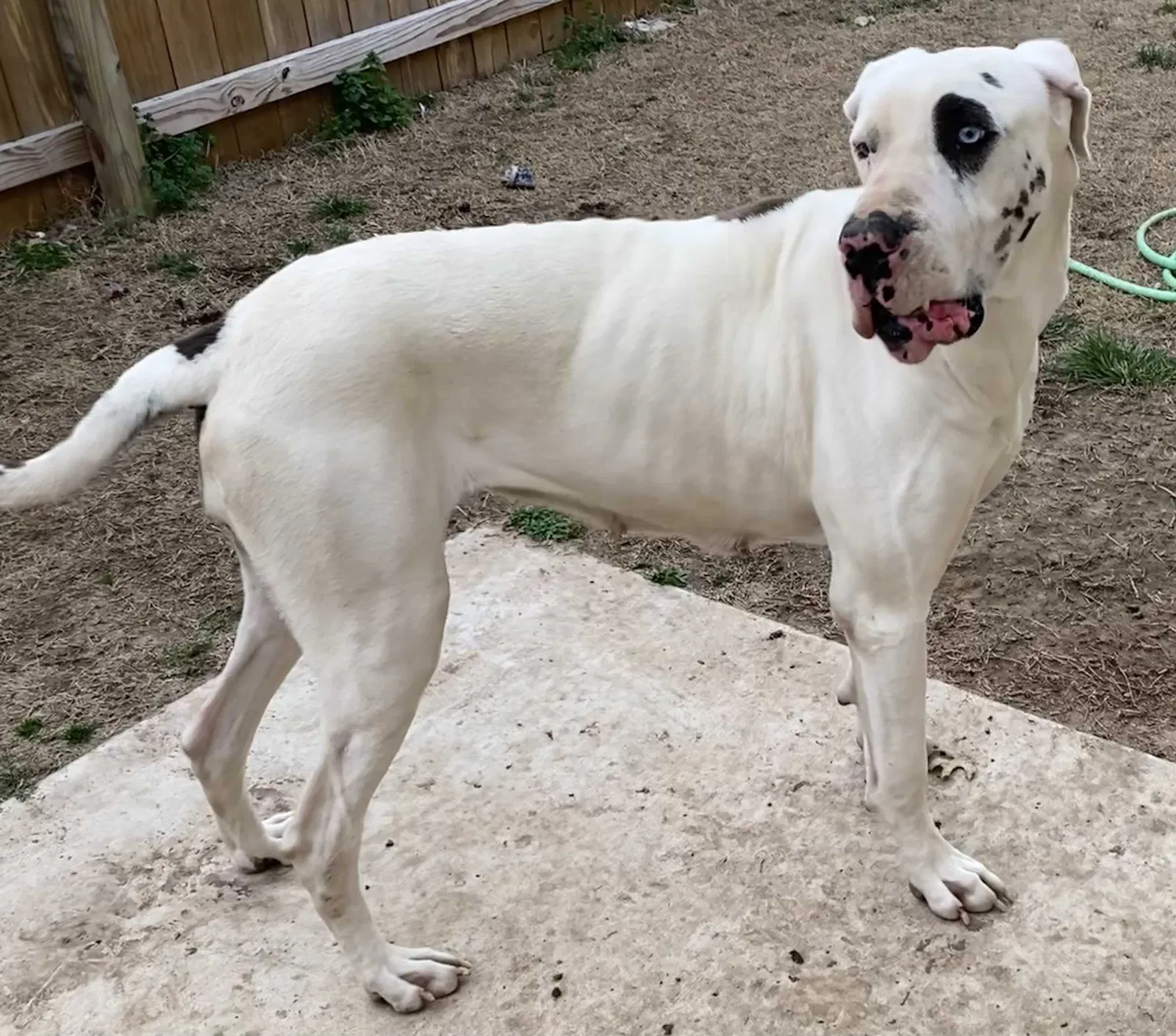 Lost dog in Springdale, AR, 72762