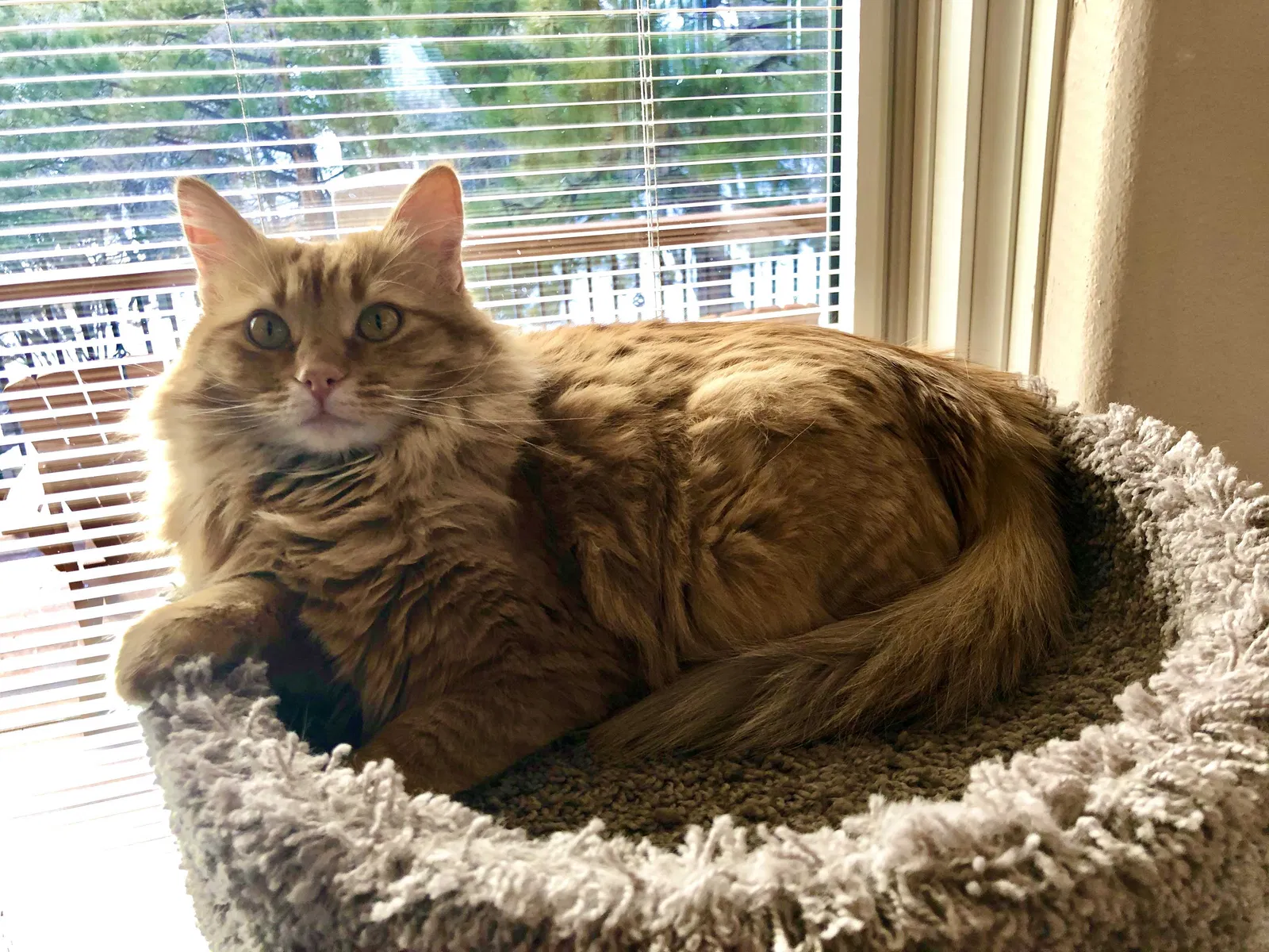 Lost cat in Colorado Springs, CO, 80906