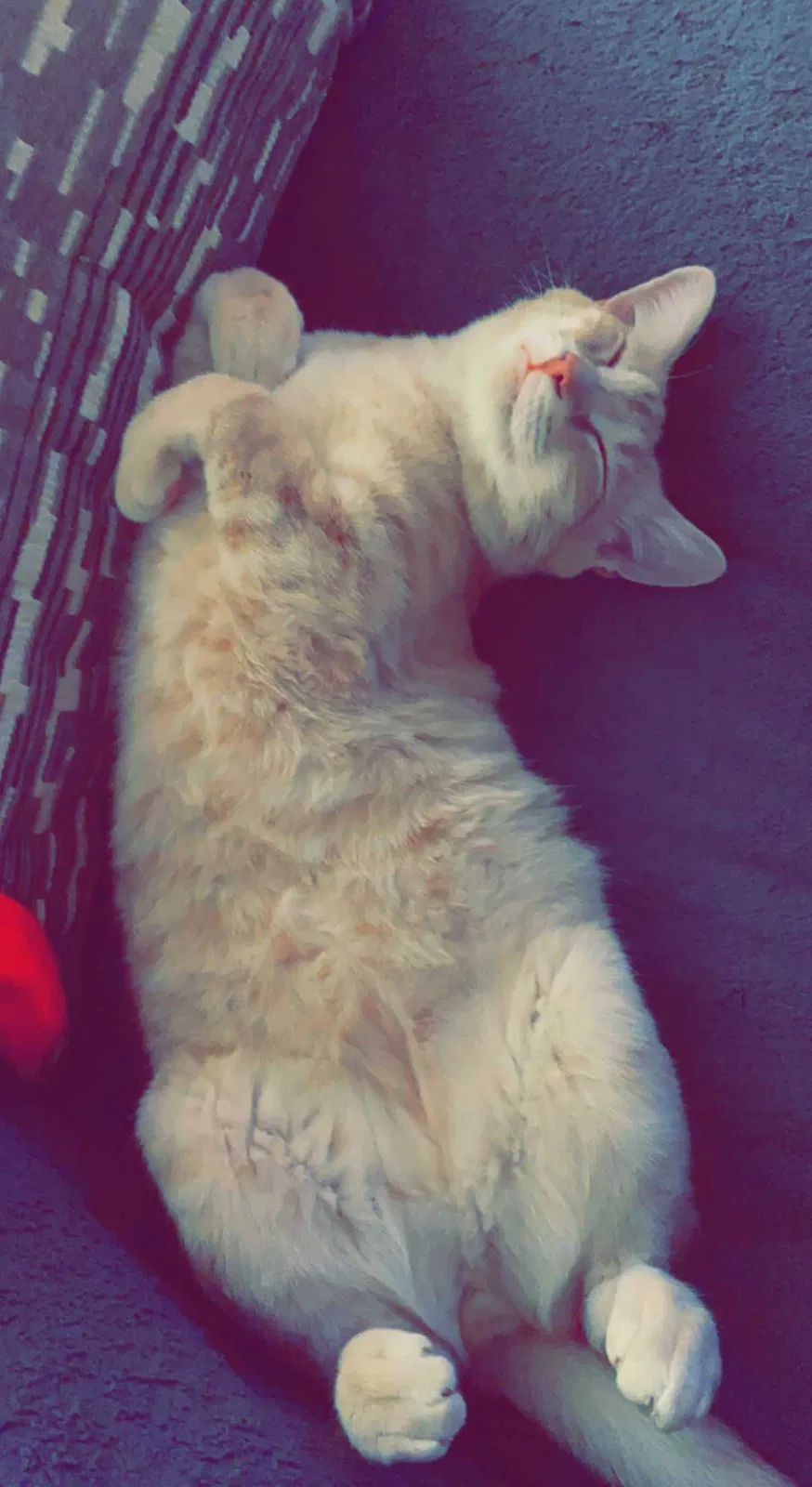 Lost cat in Port Neches, TX, 77651