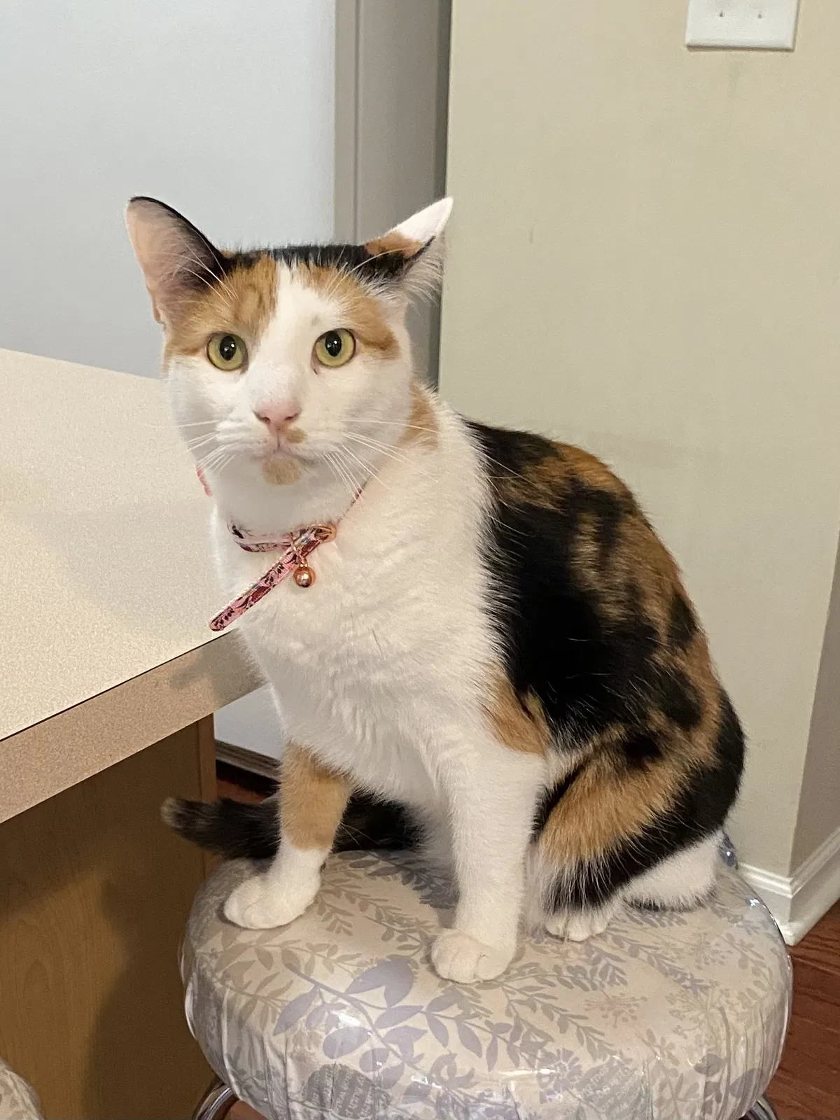 Lost cat in Goose Creek, SC, 29445
