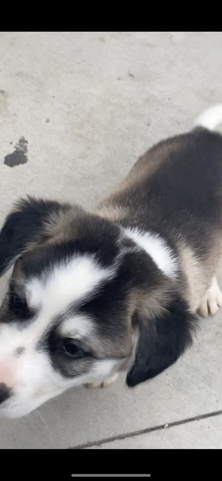 Lost dog in Oceanside, CA, 92057