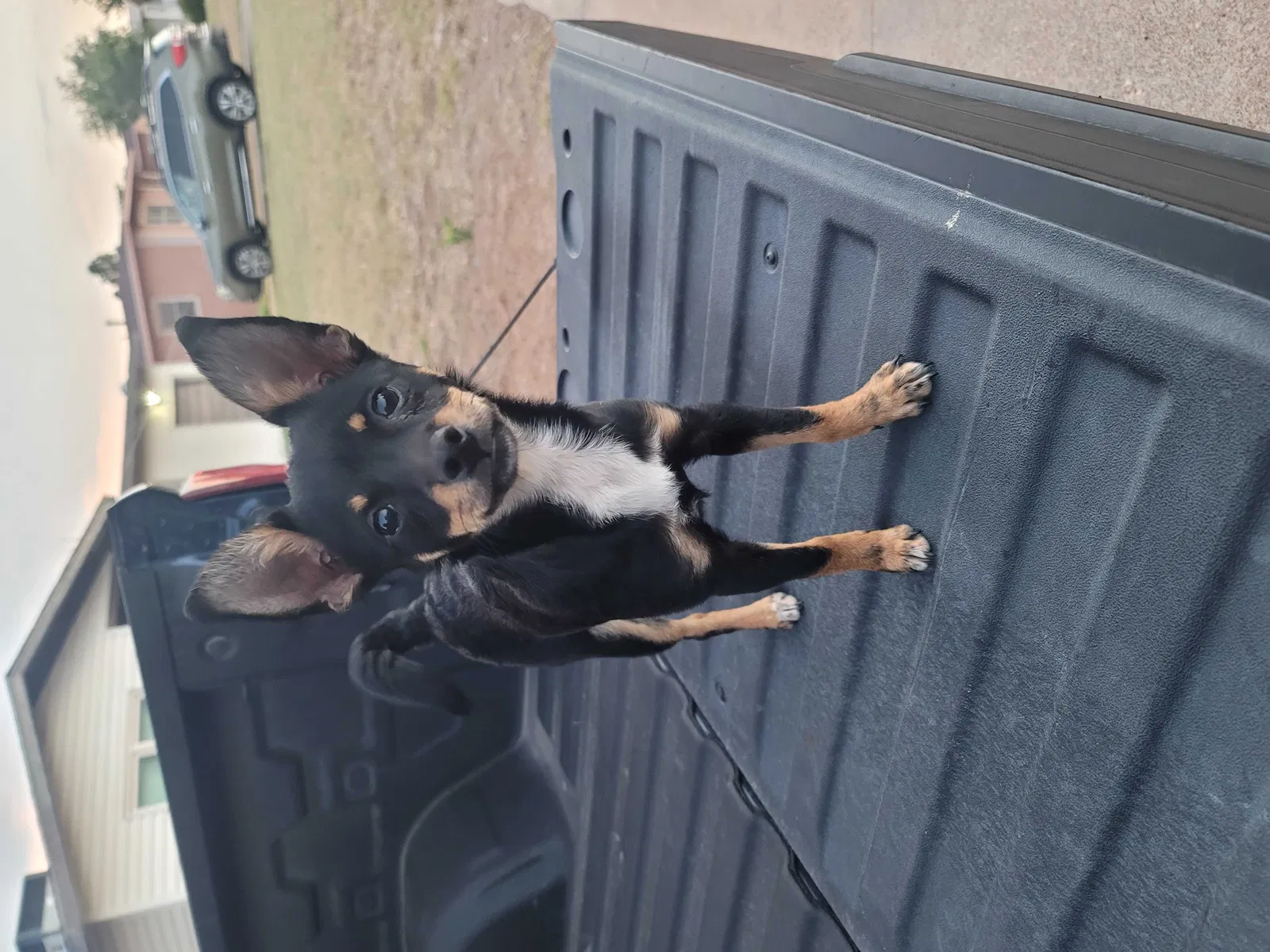 Found dog in Odessa, TX, 79761