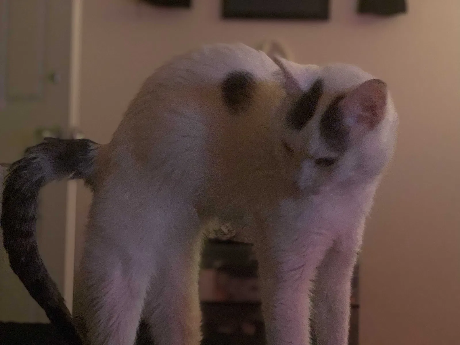 Lost cat in Rolling Meadows, IL, 60008