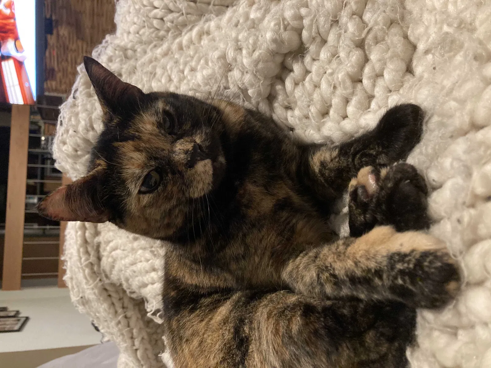 Lost cat in Woodinville, WA, 98072