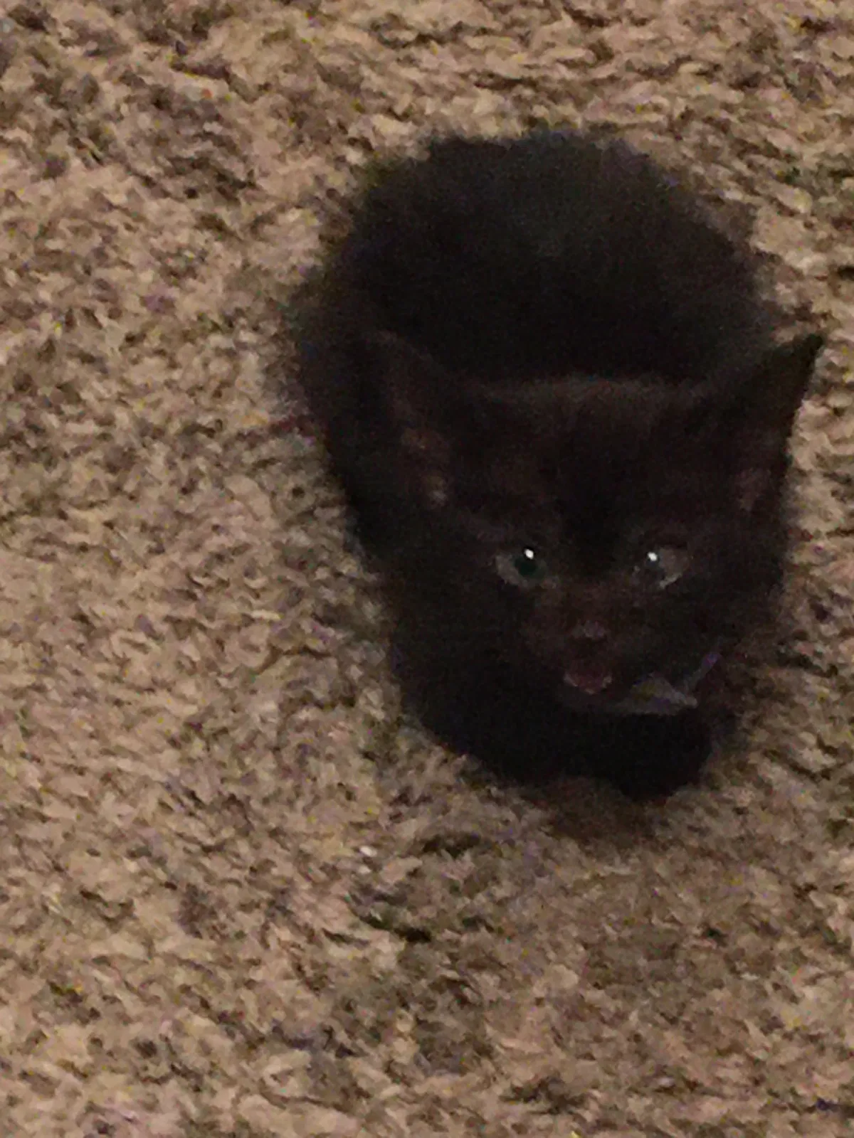 Lost cat in Ceres, CA, 95307