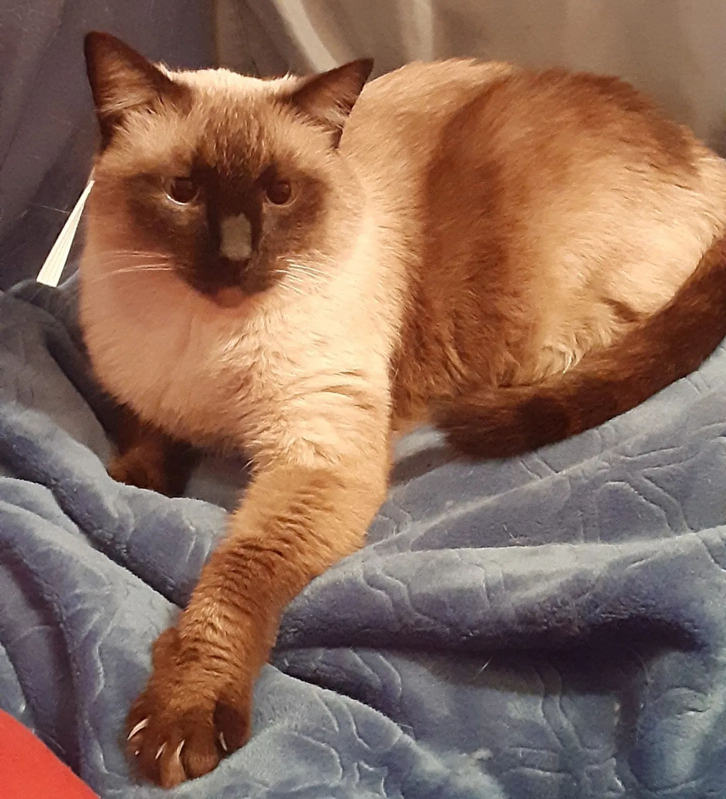 Lost cat in Knoxville, TN, 37931
