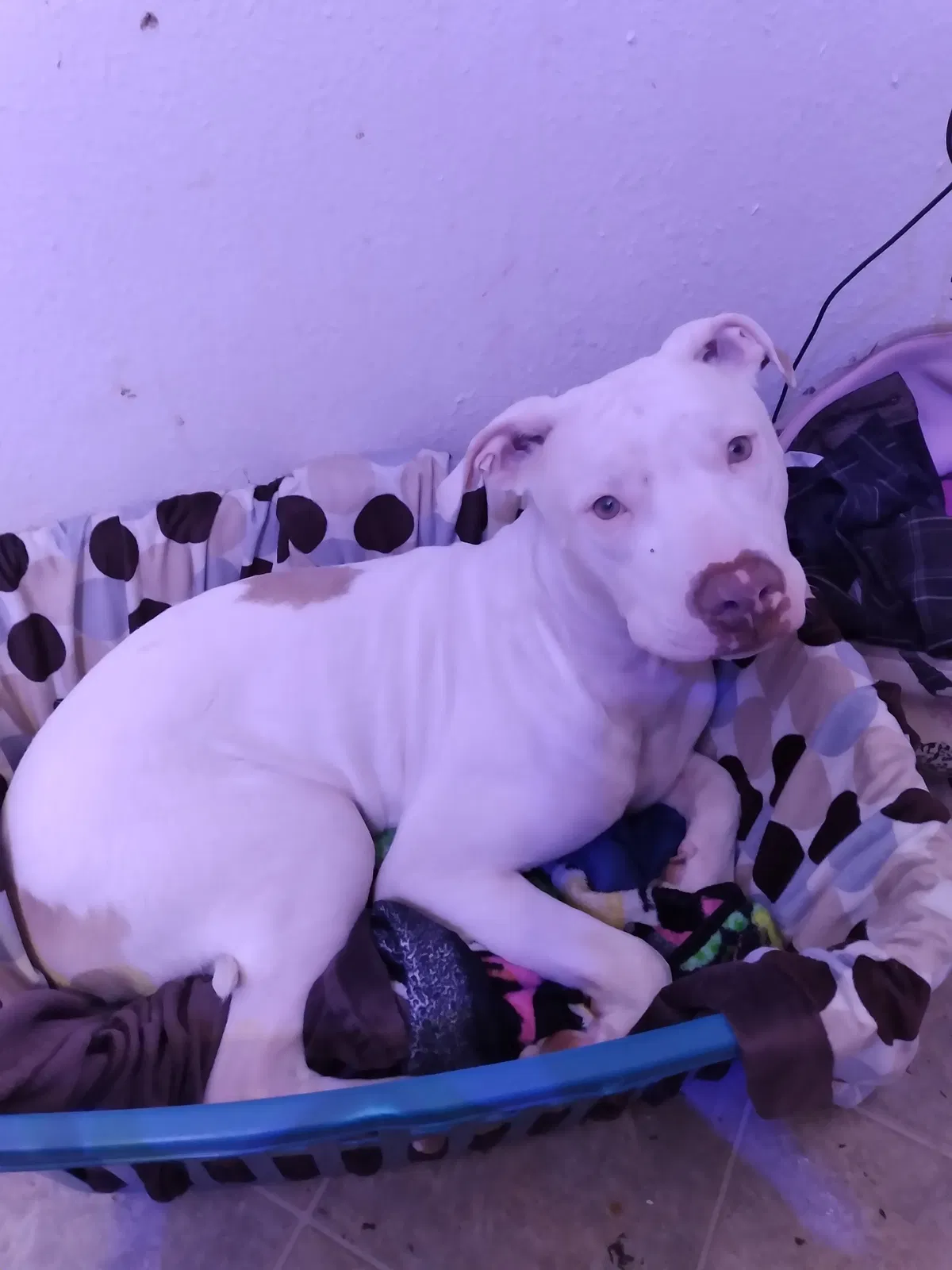 Lost dog in Ephrata, WA, 98823
