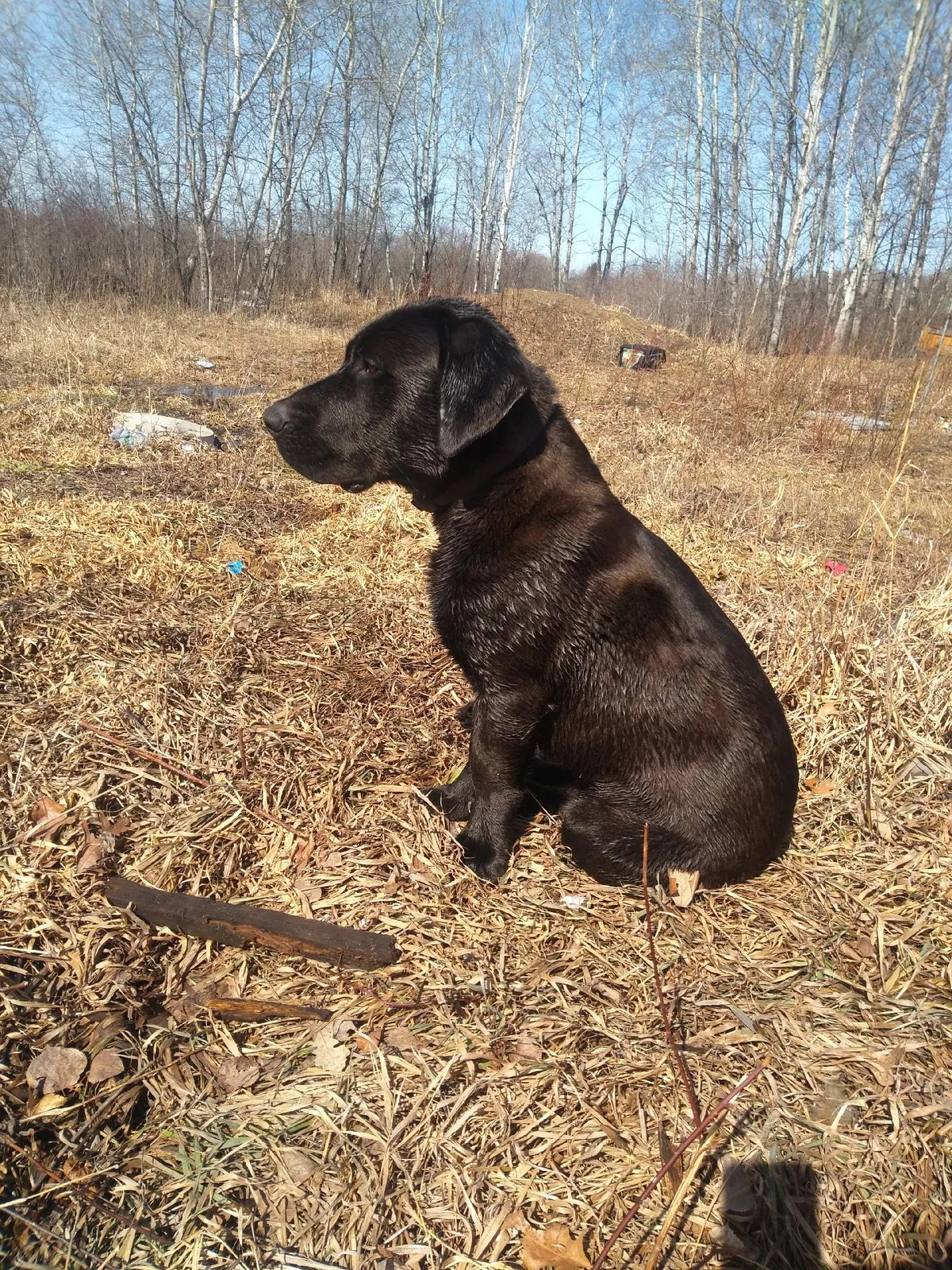 Lost dog in Zimmerman, MN, 55398