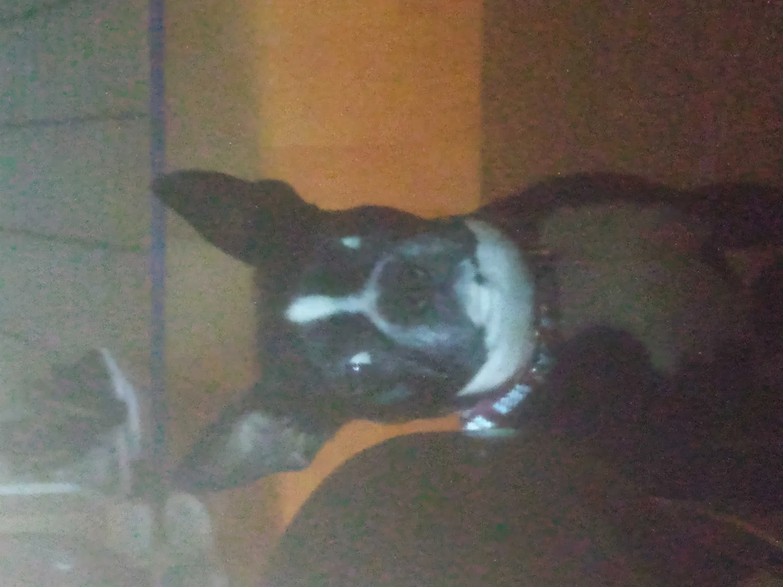 Lost dog in Louisville, CO, 80027