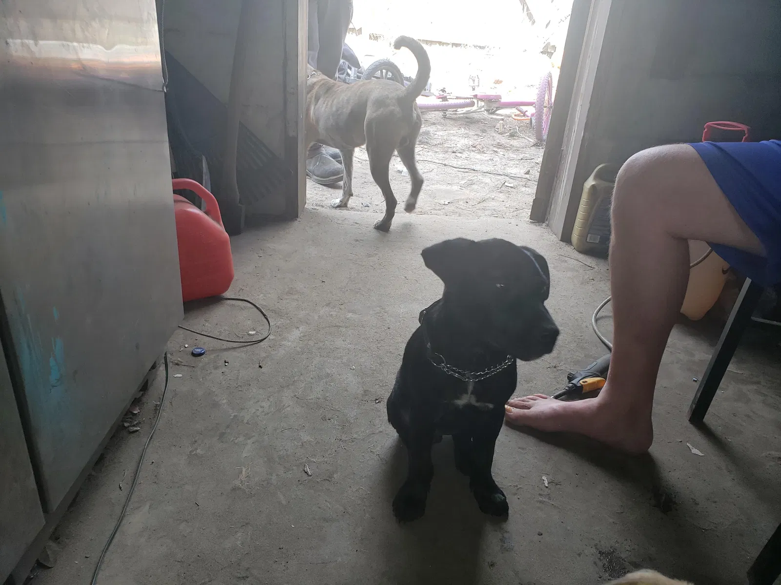 Lost dog in Interlachen, FL, 32148