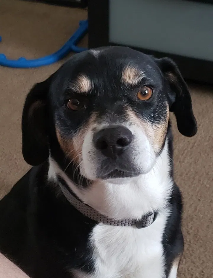 Lost dog in San Antonio, TX, 78245