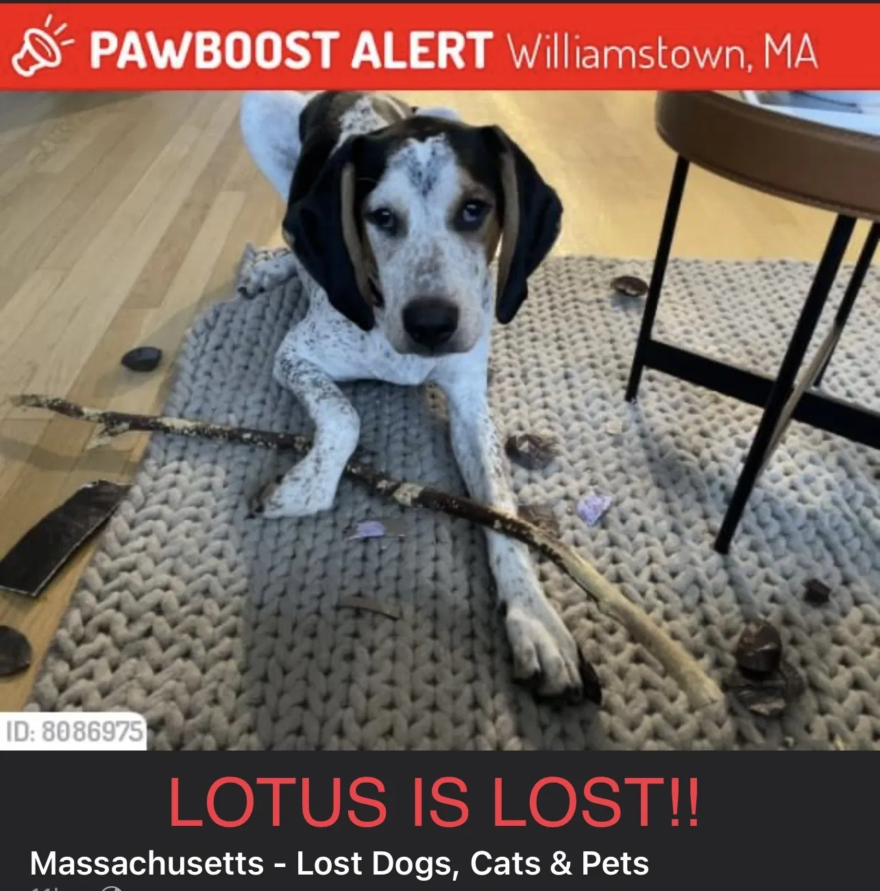 Lost dog in Williamstown, MA, 1267