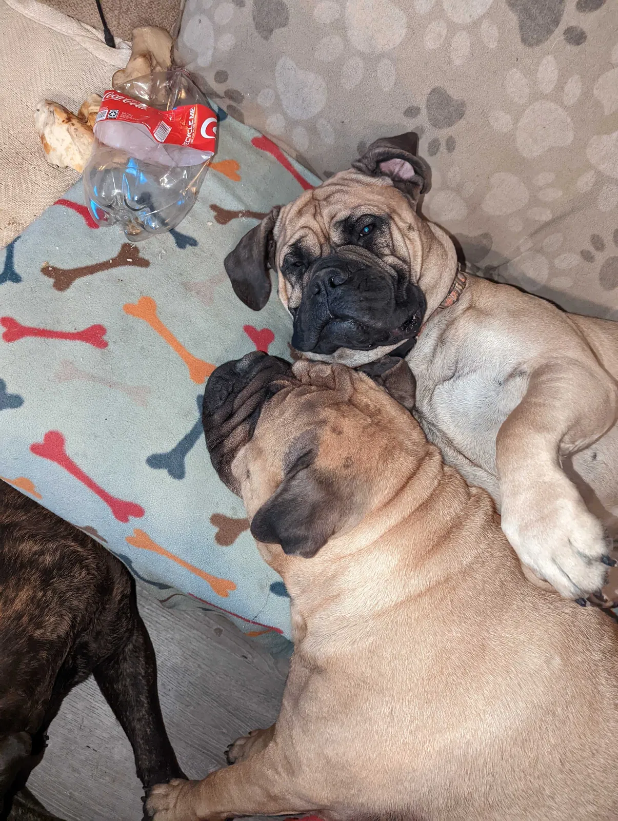 Lost dog in Excelsior Springs, MO, 64024