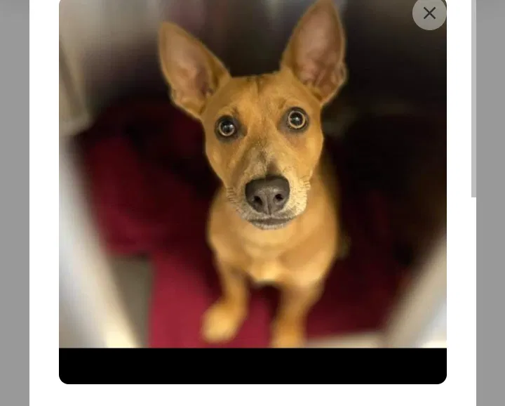 Lost dog in Antioch, CA, 94509