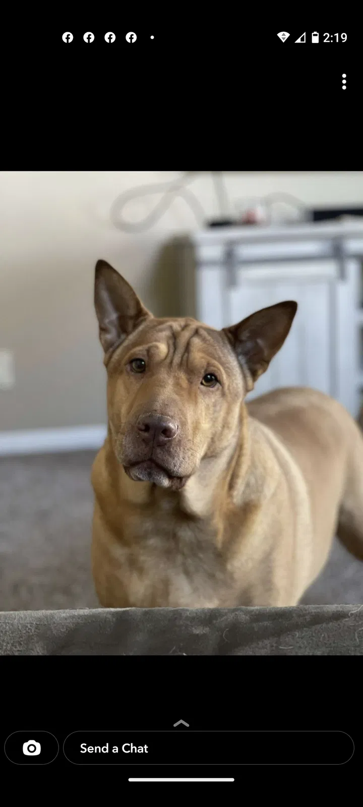 Lost dog in Lacygne, KS, 66040