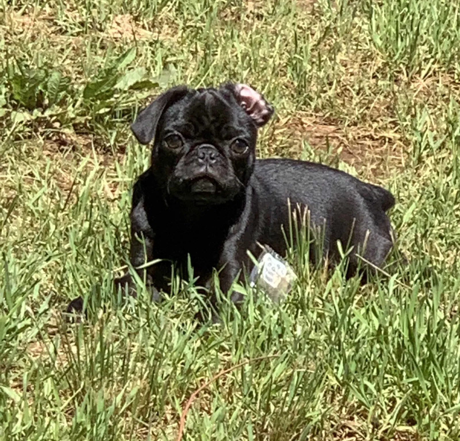 Lost dog in Mustang, OK, 73064