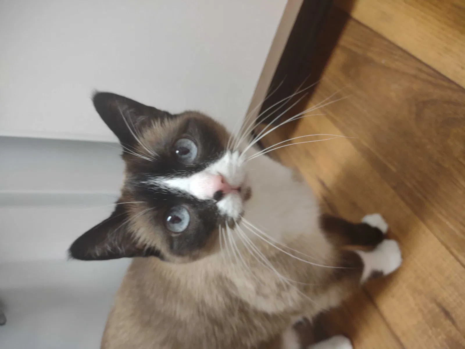 Lost cat in Vicksburg, MI, 49097