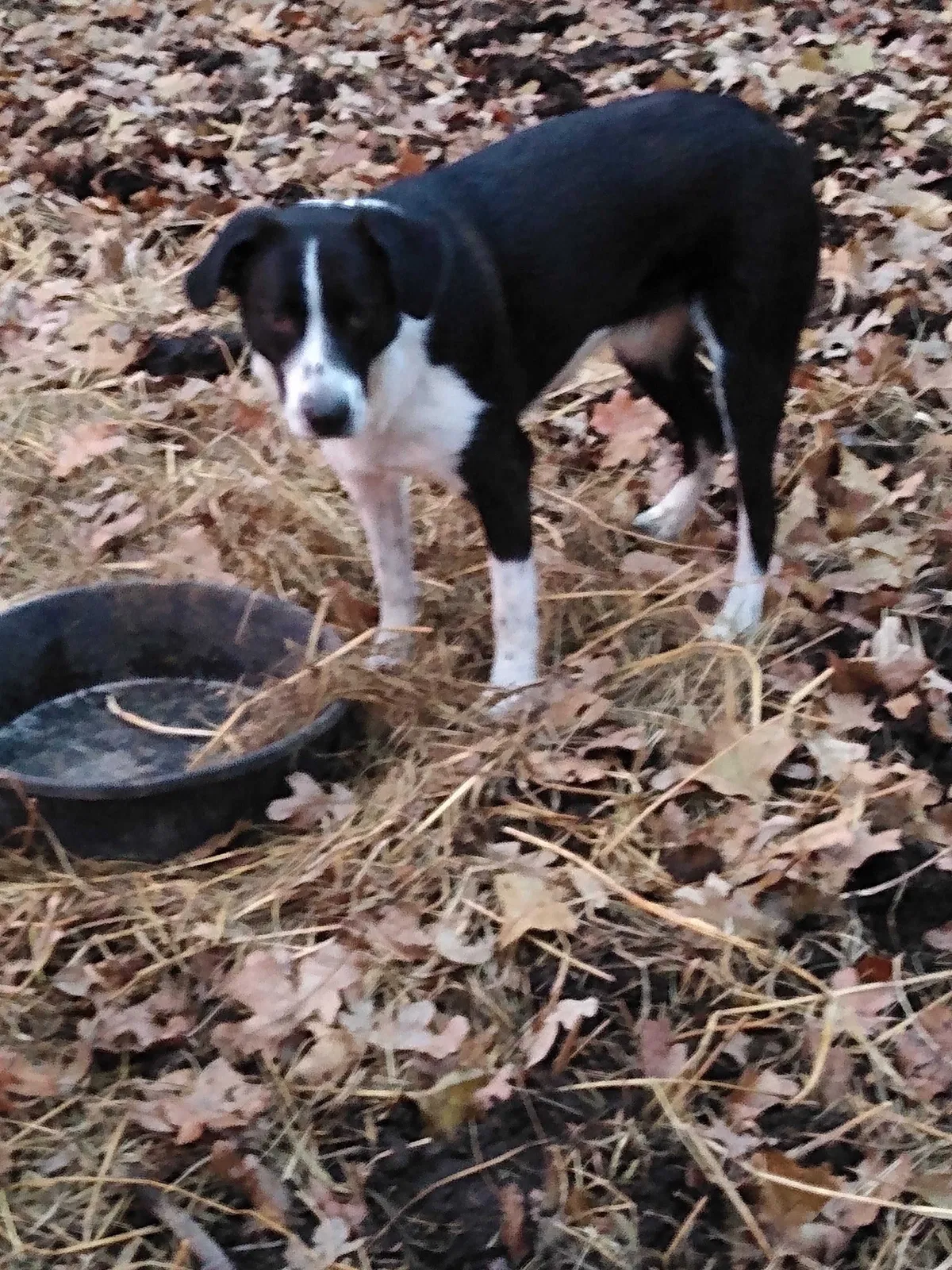 Lost dog in Lebanon, MO, 65536