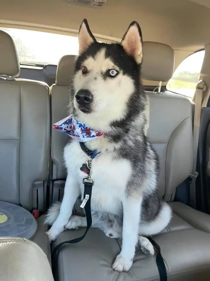 Lost dog in Macomb, OK, 74852