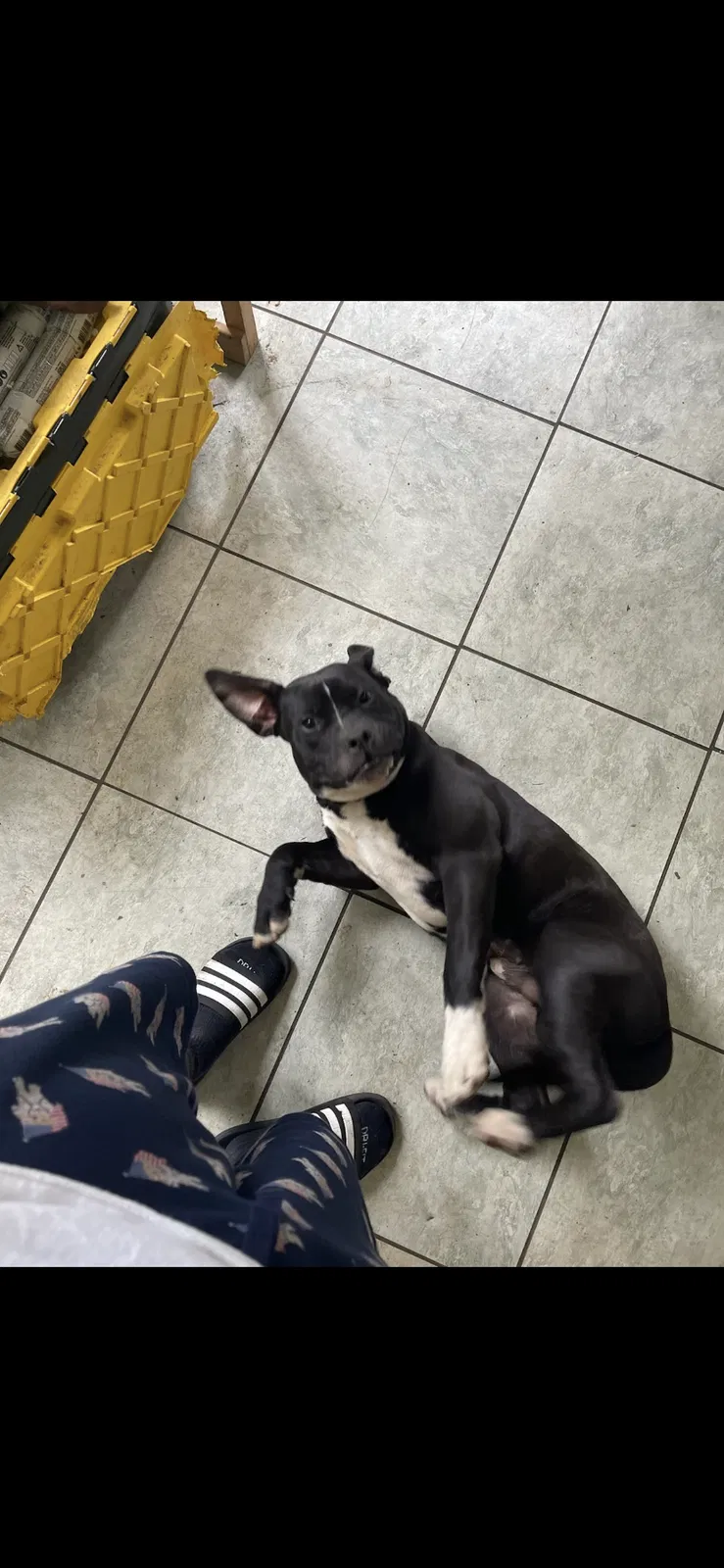 Lost dog in Greensboro, NC, 27403