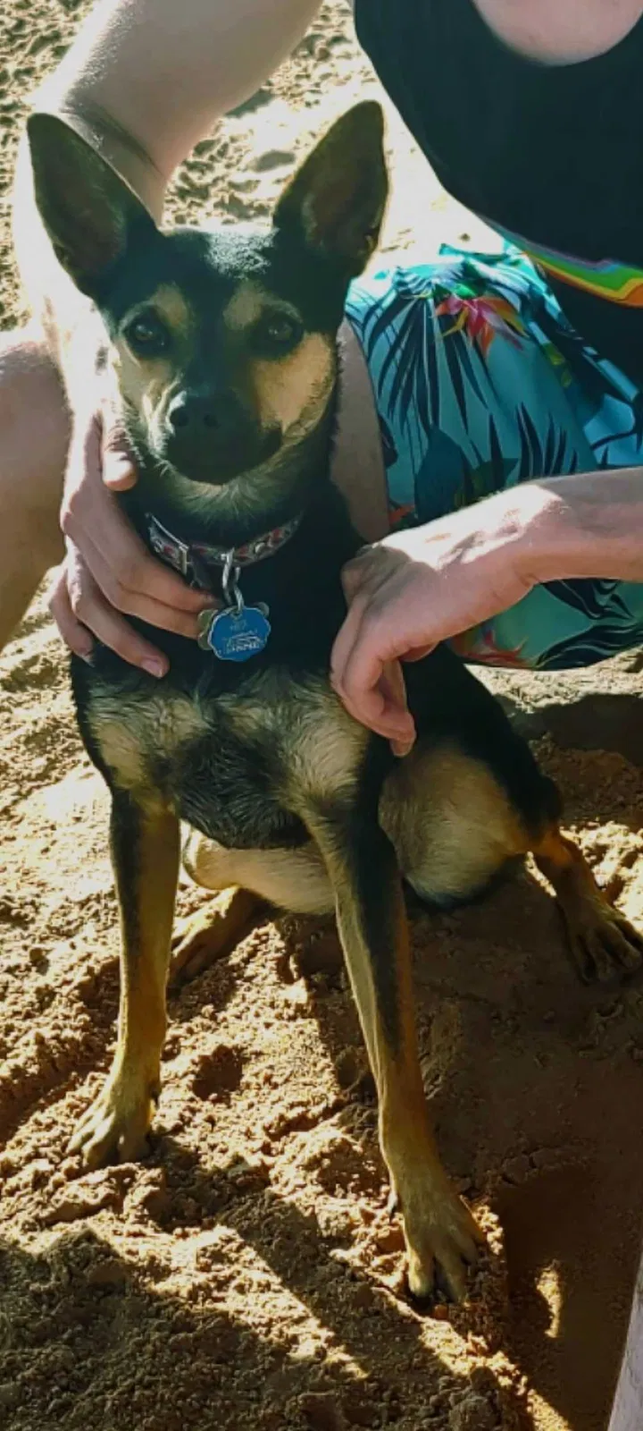 Lost dog in Loveland, CO, 80537