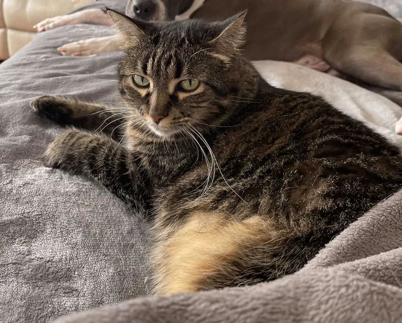 Lost cat in Mount Dora, FL, 32757