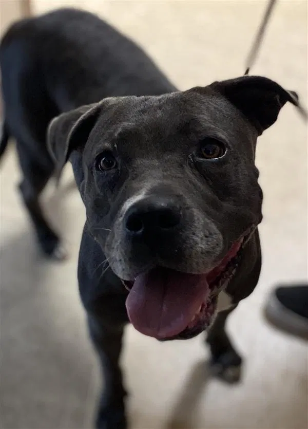 Lost dog in San Diego, CA, 92114