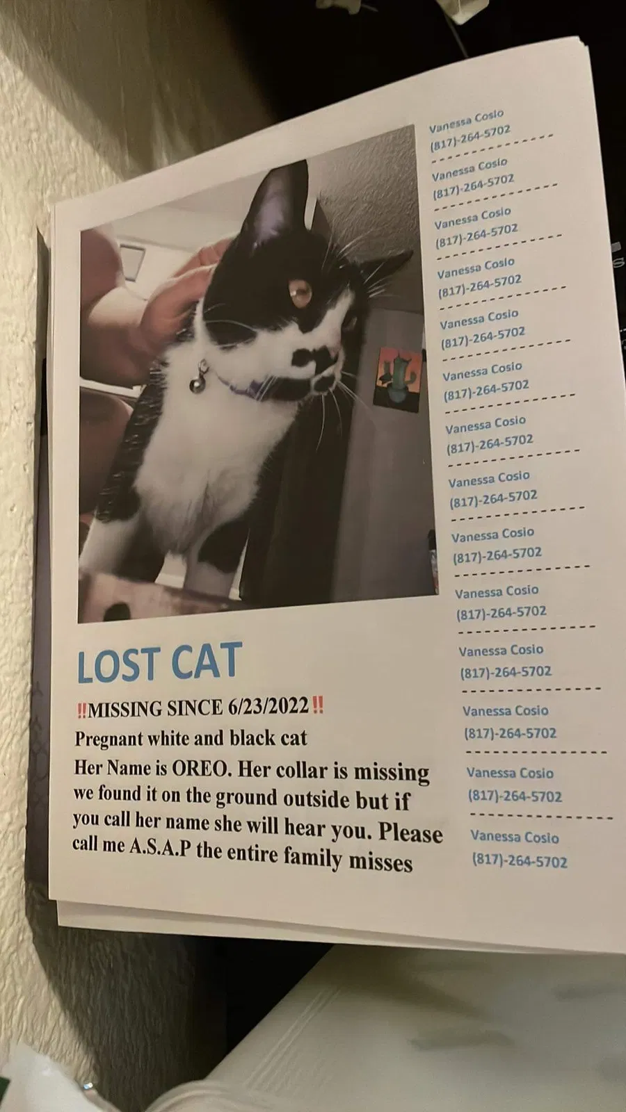 Lost cat in Fort Worth, TX, 76114