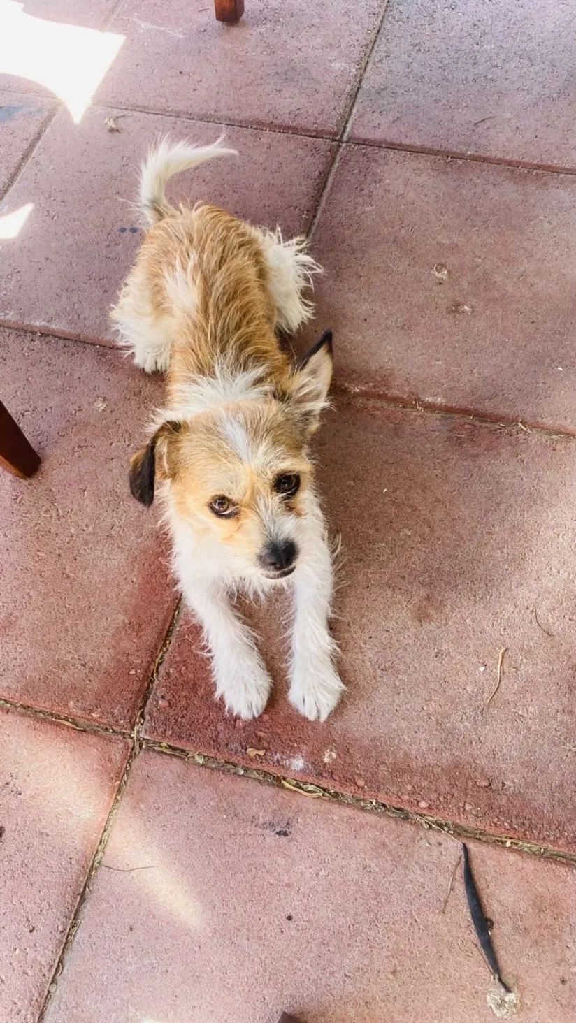 Lost dog in Las Vegas, NV, 89104