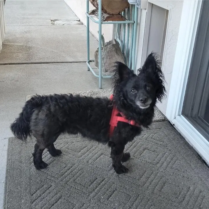 Found dog in Manteca, CA, 95337