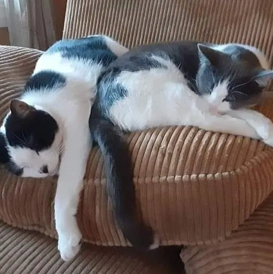 Lost cat in Mentor, OH, 44060
