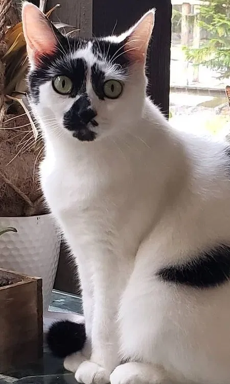 Lost cat in Oldsmar, FL, 34677
