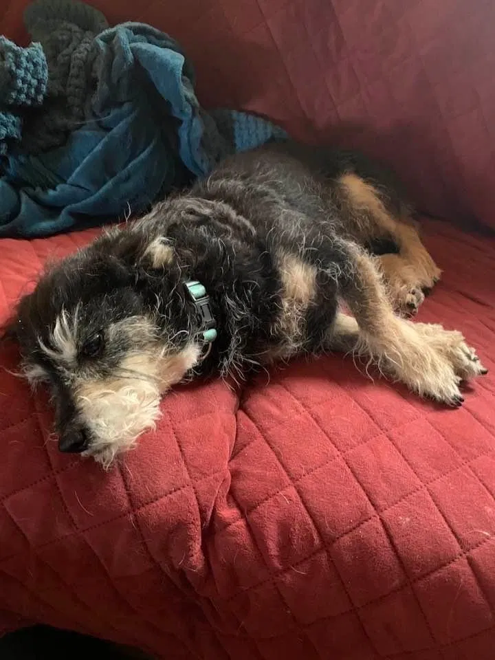 Lost dog in Tucson, AZ, 85743