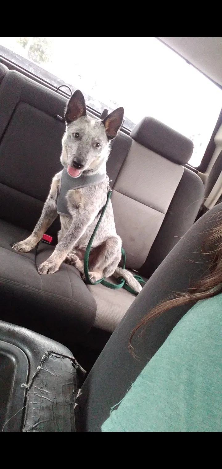 Lost dog in Wichita, KS, 67203