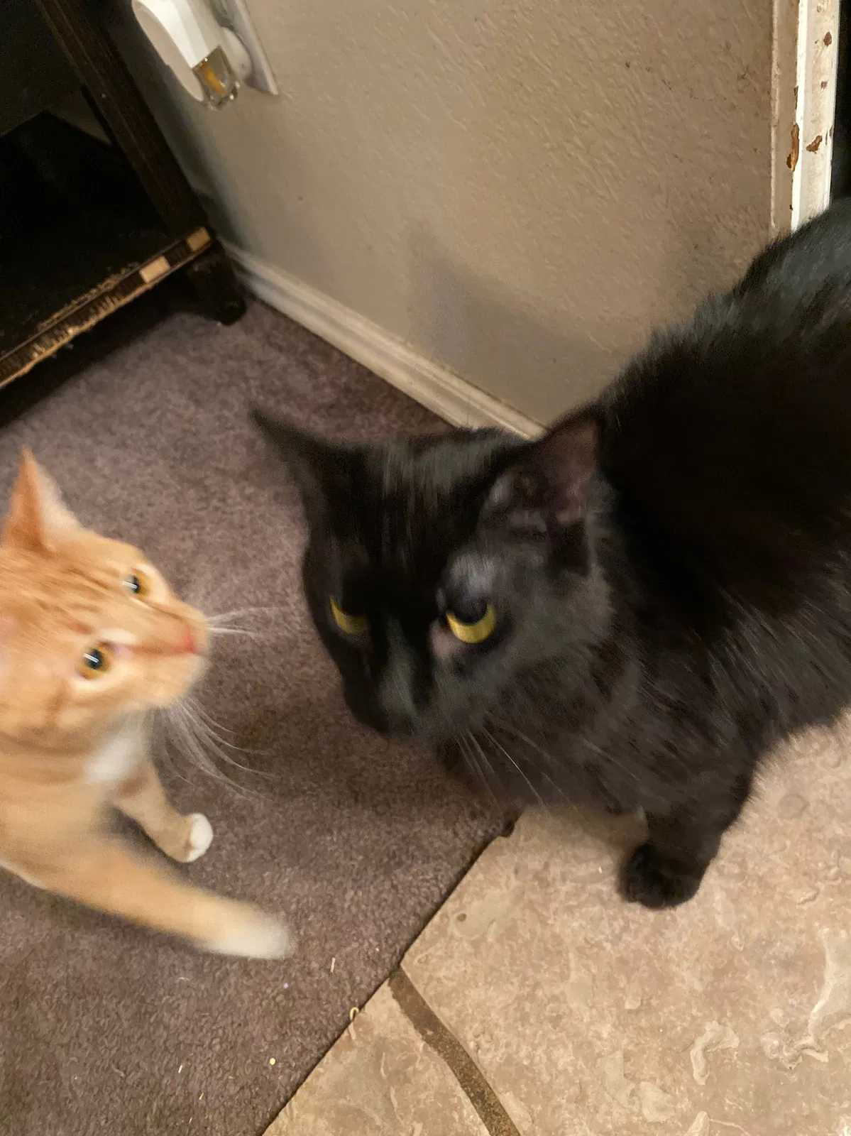Lost cat in Yukon, OK, 73099