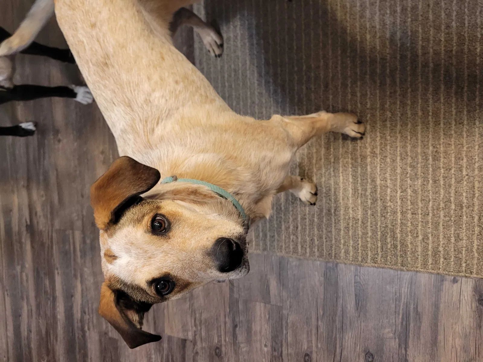 Lost dog in Harris, MN, 55032