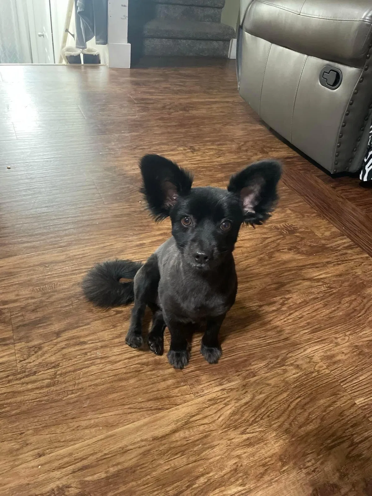 Lost dog in Salt Lake City, UT, 84120