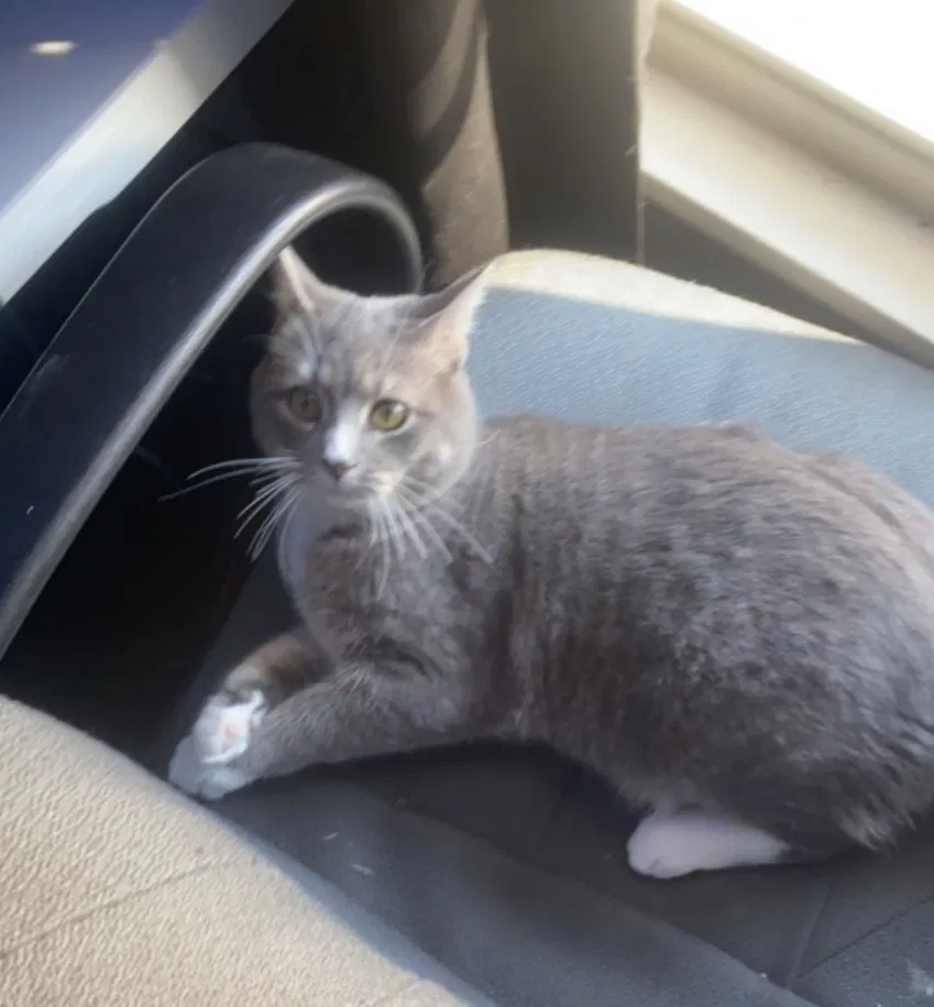 Lost cat in Louisville, KY, 40218