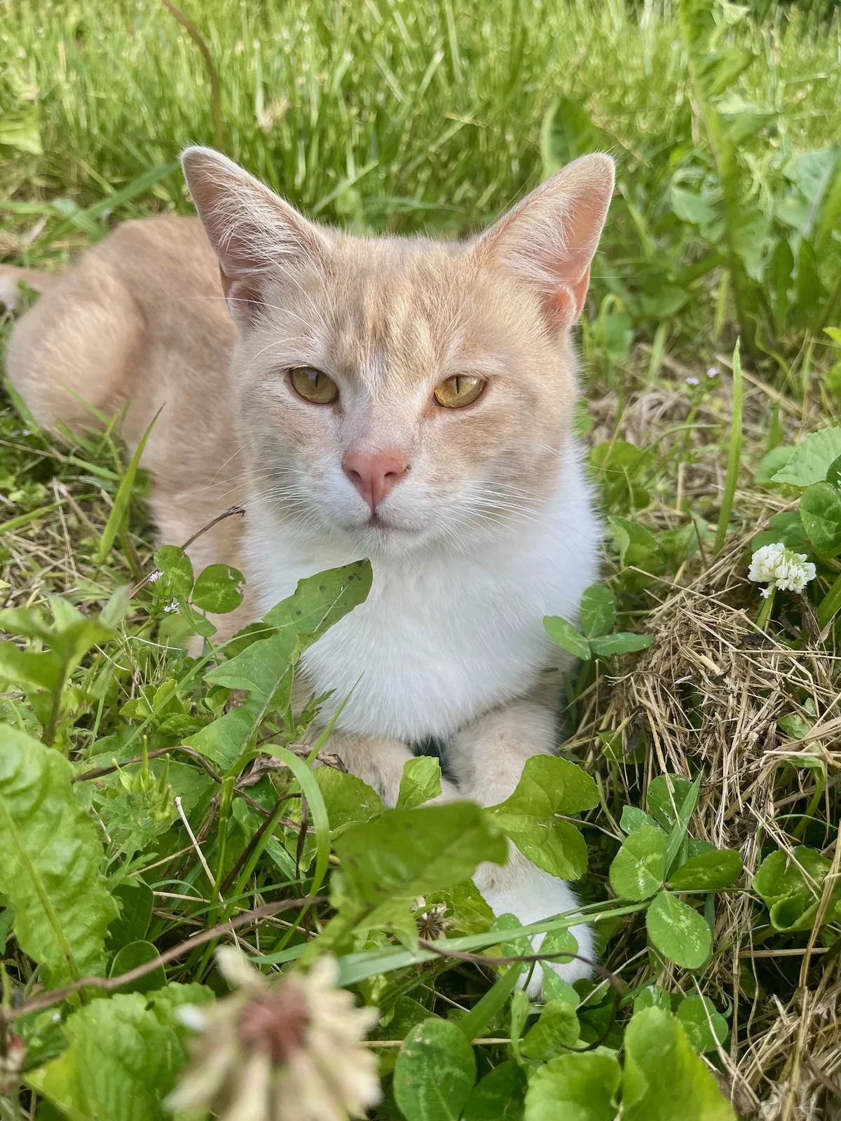 Lost cat in Oak Ridge, TN, 37830
