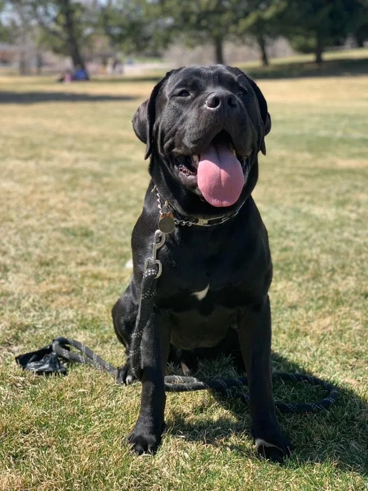 Lost dog in Draper, UT, 84020