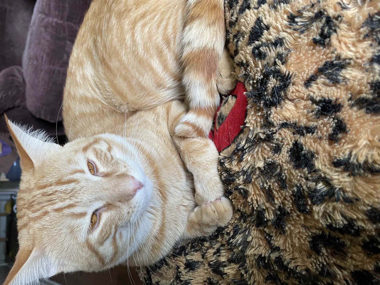 Lost cat in Aurora, CO, 80012