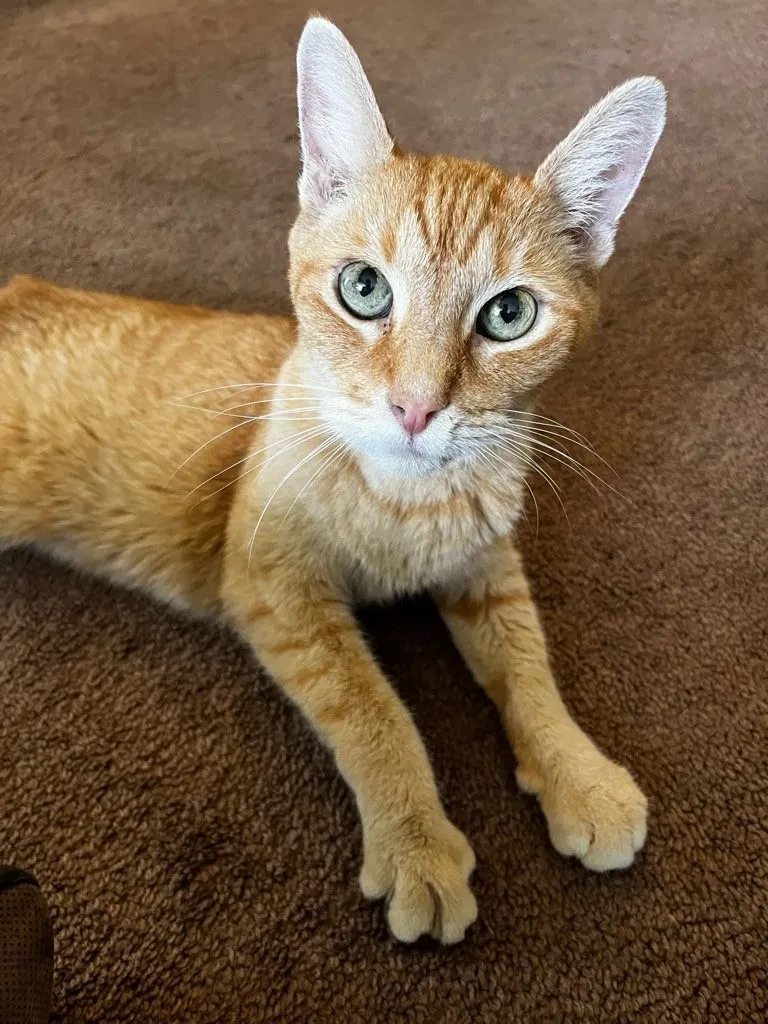 Lost cat in Van Nuys, CA, 91406