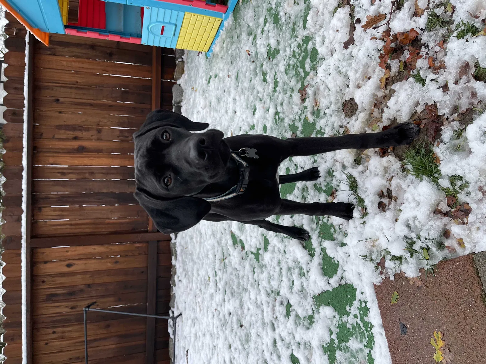 Lost dog in Reno, NV, 89512